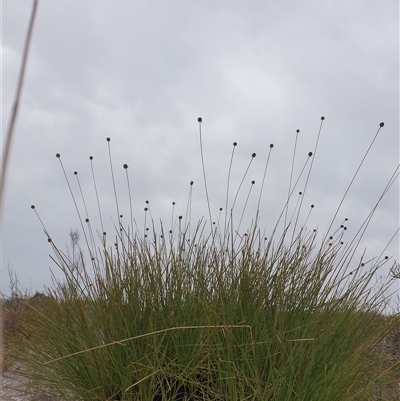 Gymnoschoenus sphaerocephalus (Button Grass) at Southwest, TAS - 17 Nov 2024 by Detritivore