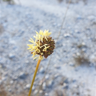 Gymnoschoenus sphaerocephalus (Button Grass) at Southwest, TAS - 21 Nov 2024 by Detritivore