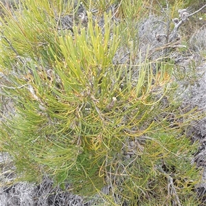 Hakea epiglottis at Southwest, TAS - 18 Nov 2024 06:03 PM