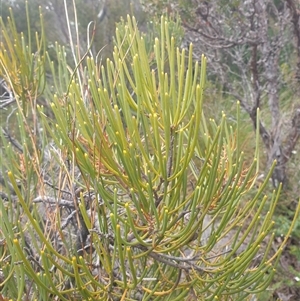 Hakea epiglottis at Southwest, TAS - 18 Nov 2024 06:03 PM