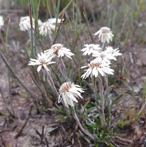 Helichrysum pumilum at Southwest, TAS - 16 Nov 2024 04:23 PM