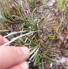 Helichrysum pumilum at Southwest, TAS - 16 Nov 2024 04:23 PM