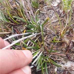 Helichrysum pumilum at Southwest, TAS - 16 Nov 2024 04:23 PM