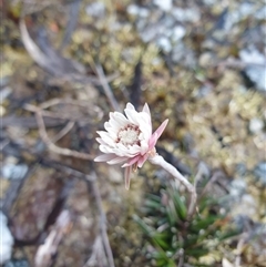 Helichrysum pumilum (Dwarf Everlasting) at Southwest, TAS - 18 Nov 2024 by Detritivore