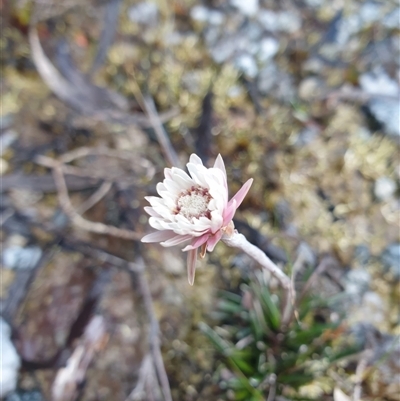 Helichrysum pumilum (Dwarf Everlasting) at Southwest, TAS - 18 Nov 2024 by Detritivore