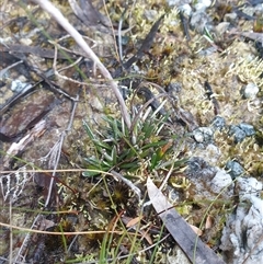 Helichrysum pumilum at Southwest, TAS - 18 Nov 2024 06:07 PM