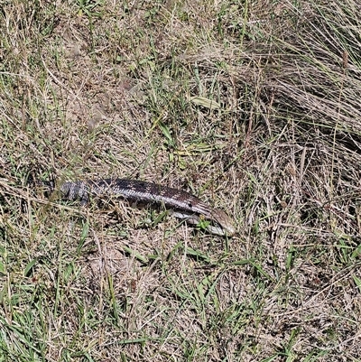 Tiliqua scincoides scincoides (Eastern Blue-tongue) at Brownlow Hill, NSW - 22 Nov 2024 by Nathankeelan