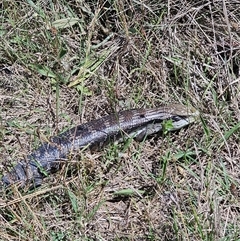 Tiliqua scincoides scincoides at Brownlow Hill, NSW - 22 Nov 2024 01:27 PM