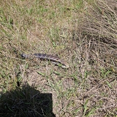 Tiliqua scincoides scincoides at Brownlow Hill, NSW - 22 Nov 2024 01:27 PM