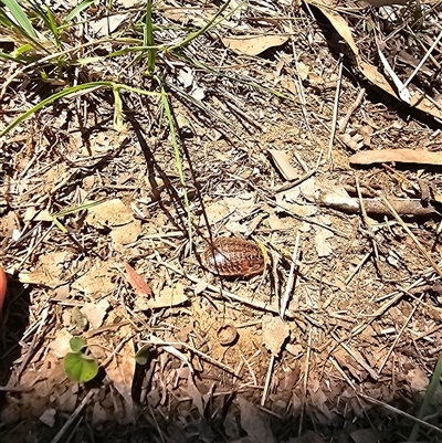 Calolampra sp. (genus) (Bark cockroach) at Orangeville, NSW - 22 Nov 2024 by Nathankeelan