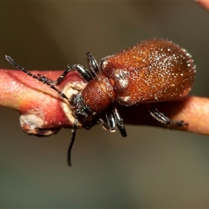 Ecnolagria grandis at Bruce, ACT - 22 Nov 2024 09:14 AM