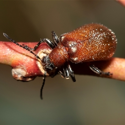 Ecnolagria grandis (Honeybrown beetle) at Bruce, ACT - 21 Nov 2024 by AlisonMilton