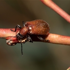 Ecnolagria grandis at Bruce, ACT - 22 Nov 2024 09:14 AM