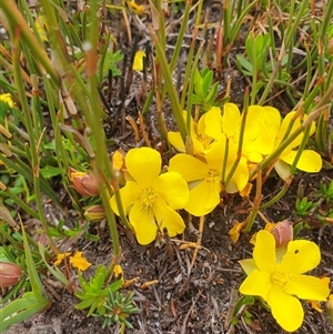 Hibbertia procumbens at Southwest, TAS - 16 Nov 2024 04:01 PM