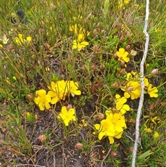 Hibbertia procumbens at Southwest, TAS - 16 Nov 2024 04:01 PM