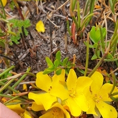 Hibbertia procumbens at Southwest, TAS - 16 Nov 2024 04:01 PM