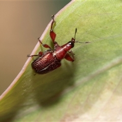 Euops sp. (genus) (A leaf-rolling weevil) at Bruce, ACT - 21 Nov 2024 by AlisonMilton