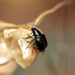 Euops sp. (genus) at Bruce, ACT - 22 Nov 2024