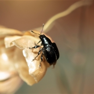 Euops sp. (genus) at Bruce, ACT - 22 Nov 2024 09:19 AM