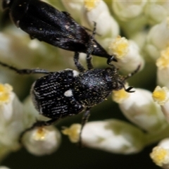 Microvalgus sp. (genus) (Flower scarab) at Bruce, ACT - 22 Nov 2024 by AlisonMilton