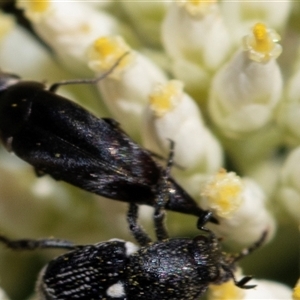 Mordella sp. (genus) at Bruce, ACT - 22 Nov 2024 09:12 AM