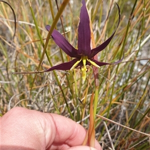 Isophysis tasmanica at Southwest, TAS - 20 Nov 2024 01:18 PM