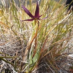 Isophysis tasmanica at Southwest, TAS - 20 Nov 2024 01:18 PM