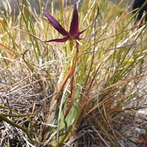 Isophysis tasmanica at Southwest, TAS - 20 Nov 2024 01:18 PM