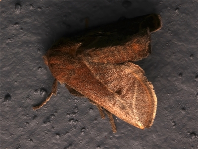 Anaxidia lozogramma (A Cup moth (Limacodidae)) at Bulli, NSW - 21 Nov 2024 by jb2602