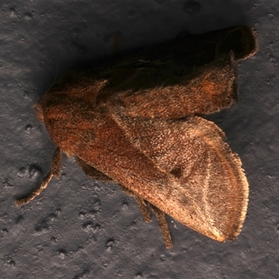 Unidentified Other moth at Bulli, NSW - 21 Nov 2024 by jb2602