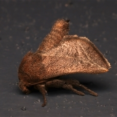 Anaxidia lozogramma at Bulli, NSW - 21 Nov 2024 09:09 PM