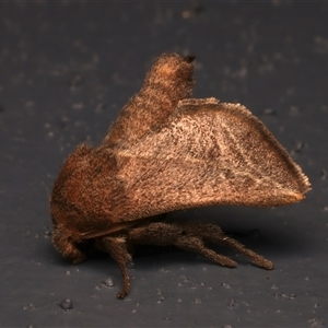 Anaxidia lozogramma at Bulli, NSW - 21 Nov 2024