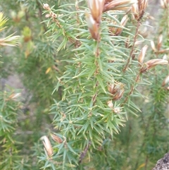 Unverified Other Shrub at Southwest, TAS - 18 Nov 2024 by Detritivore