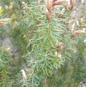 Unidentified Other Shrub at Southwest, TAS by Detritivore