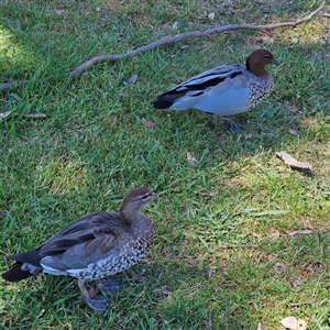 Chenonetta jubata (Australian Wood Duck) at Kambah, ACT by MatthewFrawley