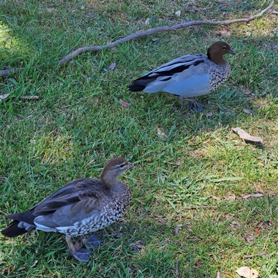 Chenonetta jubata (Australian Wood Duck) at Kambah, ACT - 22 Nov 2024 by MatthewFrawley