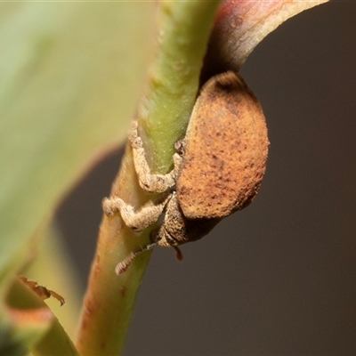 Gonipterus sp. (genus) (Eucalyptus Weevil) at Bruce, ACT - 21 Nov 2024 by AlisonMilton