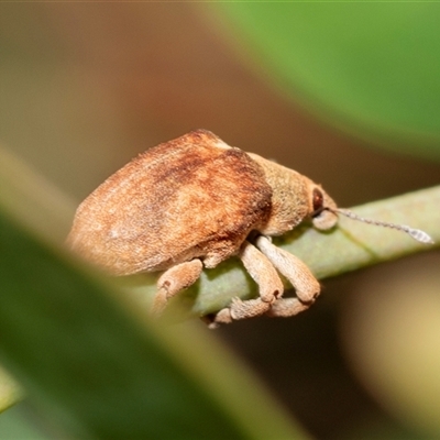 Gonipterus scutellatus (Eucalyptus snout beetle, gum tree weevil) at Bruce, ACT - 22 Nov 2024 by AlisonMilton