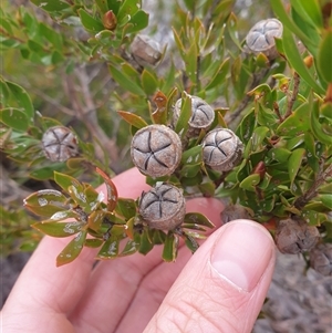 Leptospermum nitidum at Southwest, TAS - 18 Nov 2024 06:00 PM