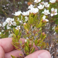 Leptospermum nitidum at Southwest, TAS - 18 Nov 2024 06:00 PM