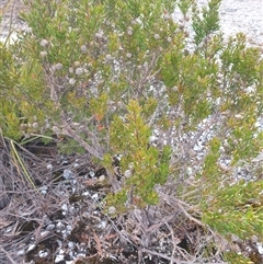 Leptospermum nitidum at Southwest, TAS - 18 Nov 2024 06:00 PM