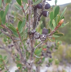 Unidentified Other Shrub at Southwest, TAS - 18 Nov 2024 by Detritivore