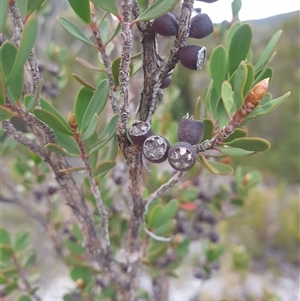 Unidentified Other Shrub at Southwest, TAS by Detritivore