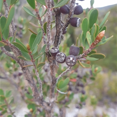 Unidentified Other Shrub at Southwest, TAS - 18 Nov 2024 by Detritivore