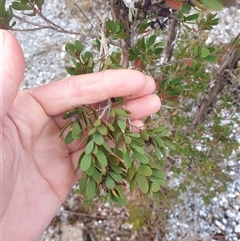 Leptospermum glaucescens at Southwest, TAS - 18 Nov 2024 06:01 PM