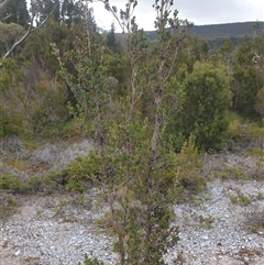 Leptospermum glaucescens at Southwest, TAS - 18 Nov 2024 06:01 PM