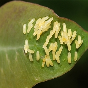 Paropsisterna cloelia at Bruce, ACT - 22 Nov 2024