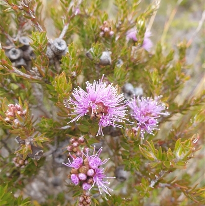 Melaleuca squamea (Swamp Honey-myrtle) at Southwest, TAS - 18 Nov 2024 by Detritivore