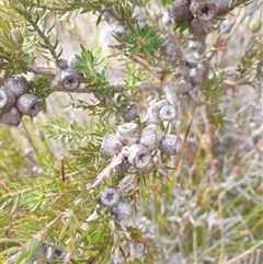 Melaleuca squamea at Southwest, TAS - 18 Nov 2024 06:09 PM