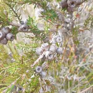 Melaleuca squamea at Southwest, TAS - 18 Nov 2024 06:09 PM